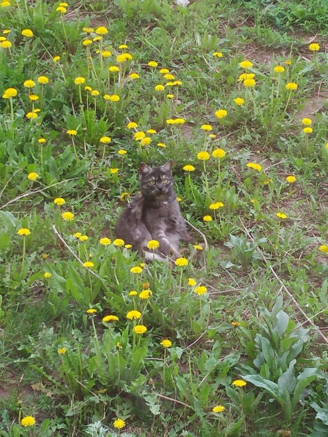 Foto cane sul campo