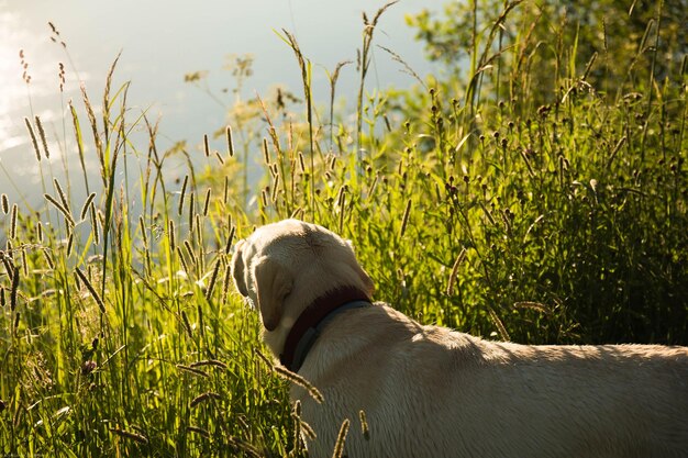 Photo dog on field