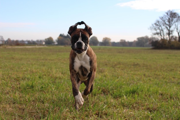 Foto cane nel campo