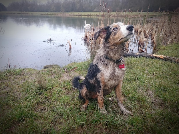 Photo dog on field