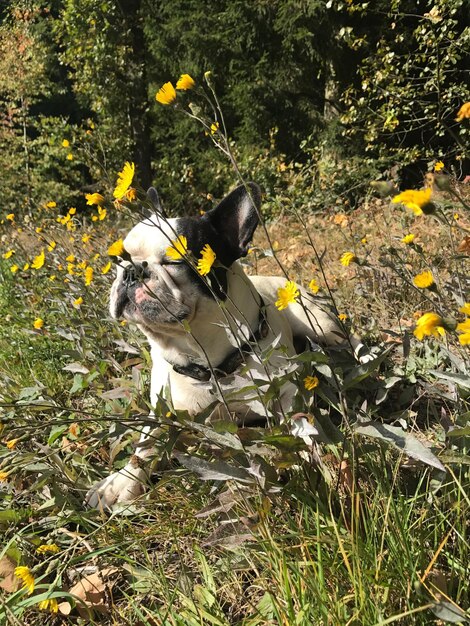 Dog on field