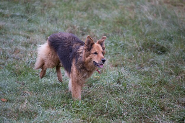 Dog on field