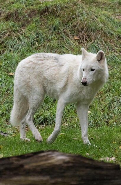 Dog on field