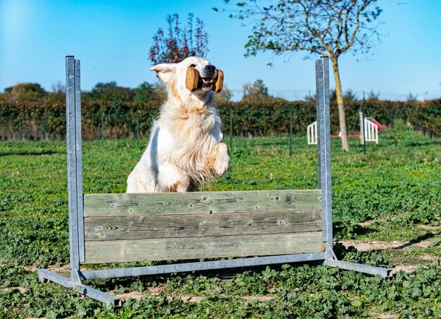 Dog in a field