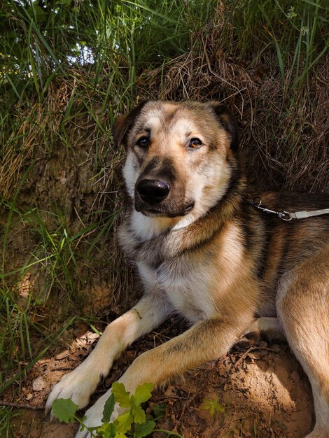 Foto cane sul campo