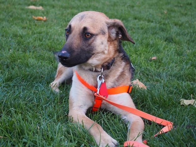 Cane sul campo