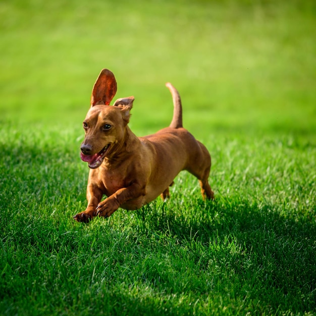 フィールドの犬