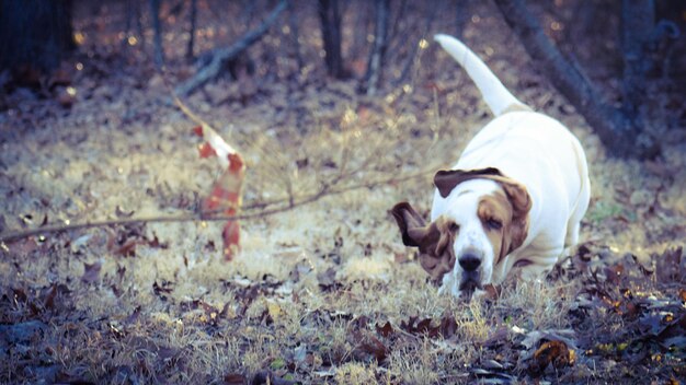 Photo dog on field