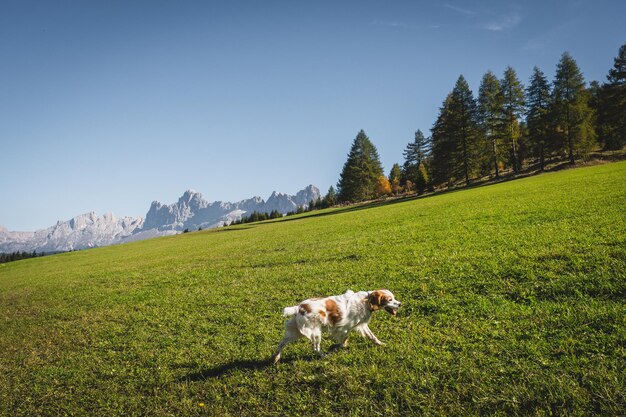 Foto cane sul campo