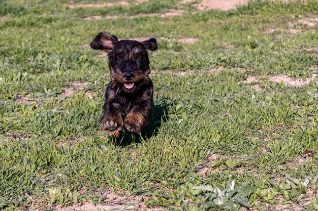 Photo dog on field