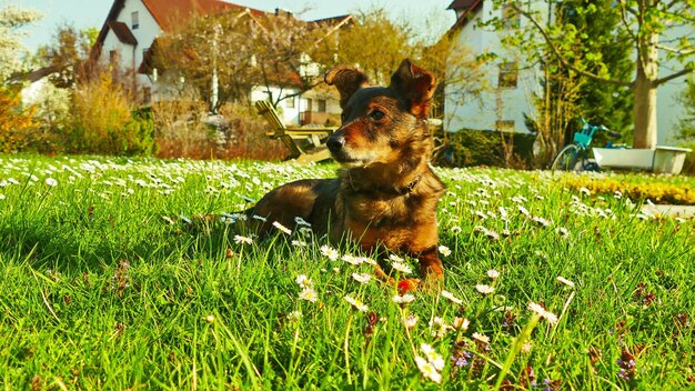 Photo dog in a field