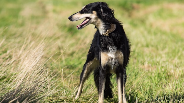 Photo dog on field