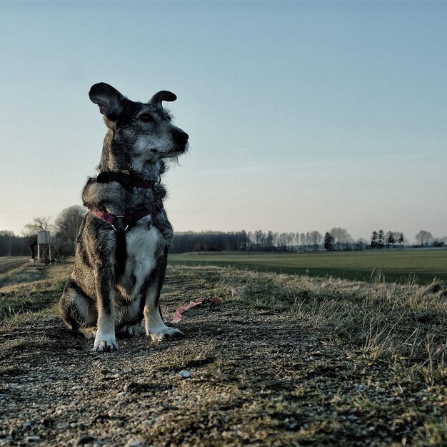 Photo dog on a field