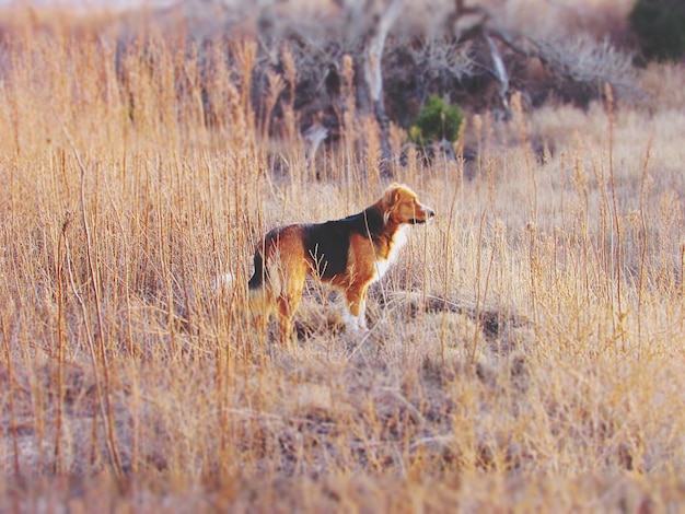 Photo dog on field