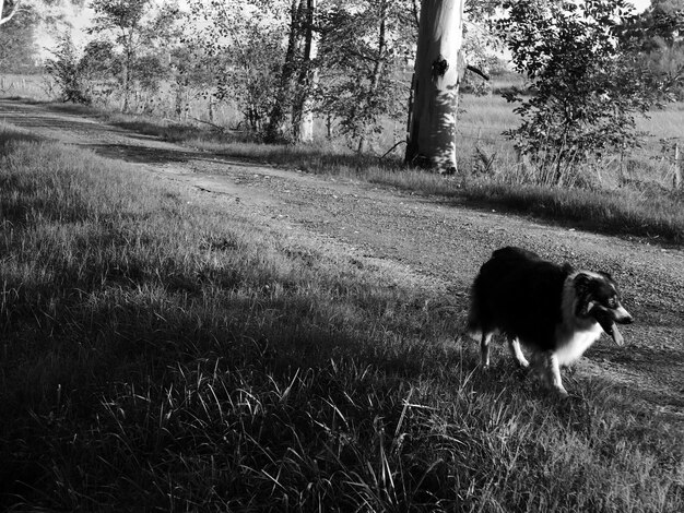 Photo dog on field