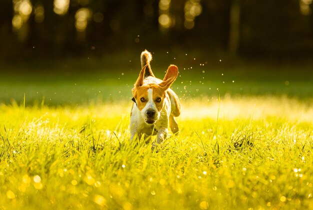 Foto cane in un campo