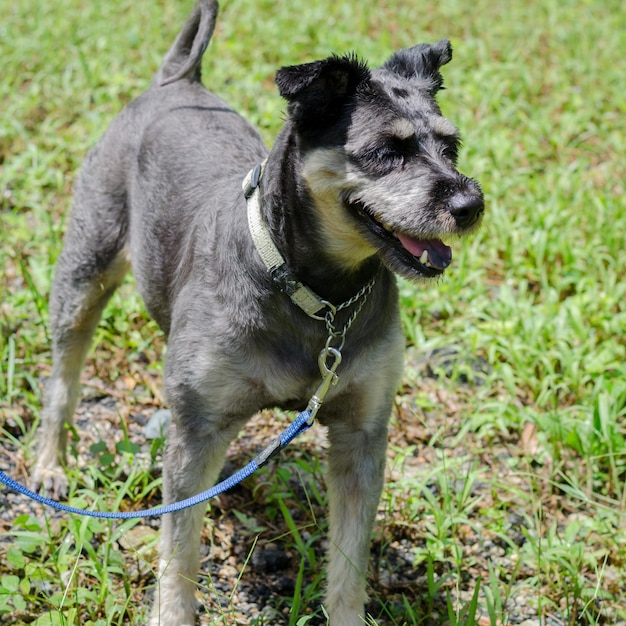 Foto cane sul campo