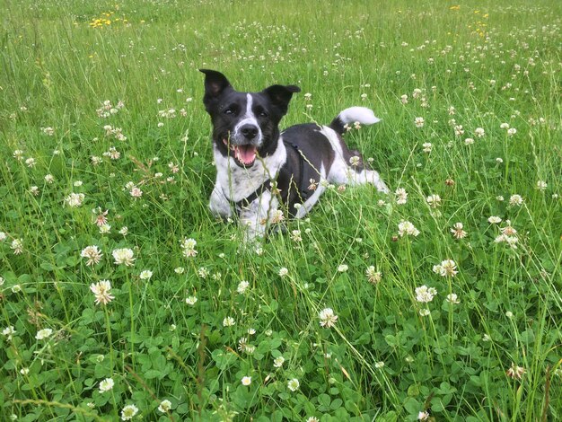 Photo dog on field