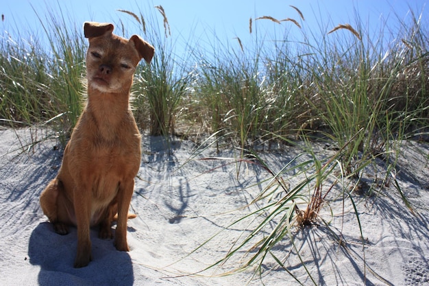 Foto un cane in un campo.