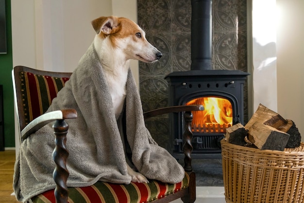 dog fireplace plaid blanket home sad oldfashioned wood cold firewood