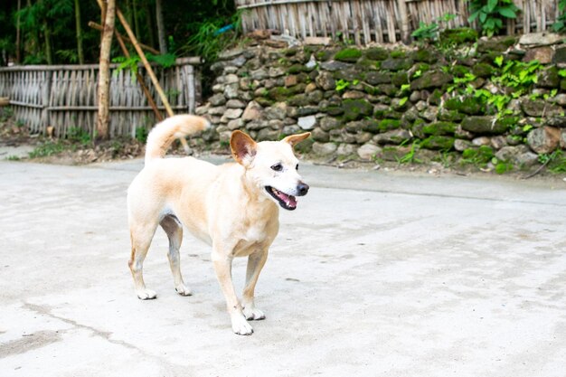 Photo dog on the floor animal