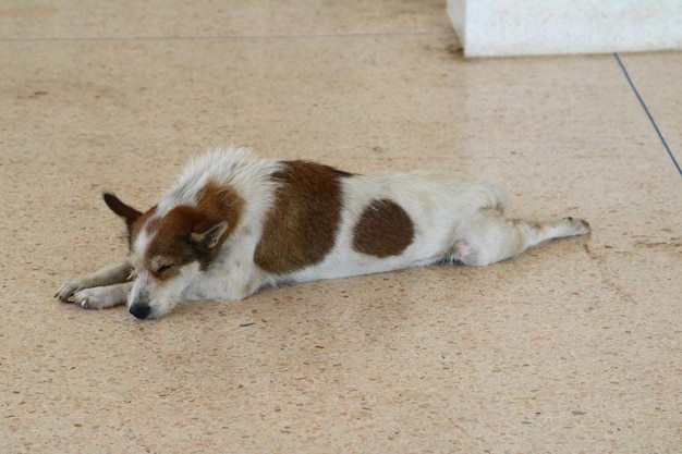 犬が床に