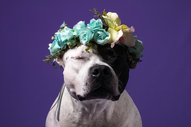 薄紫色の背景に花の花輪をつけた犬 ファッショナブルなペット アメリカン スタッフォードシャー テリア