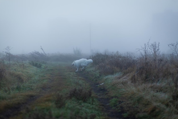 Foto un cane nella nebbia cammina su un sentiero