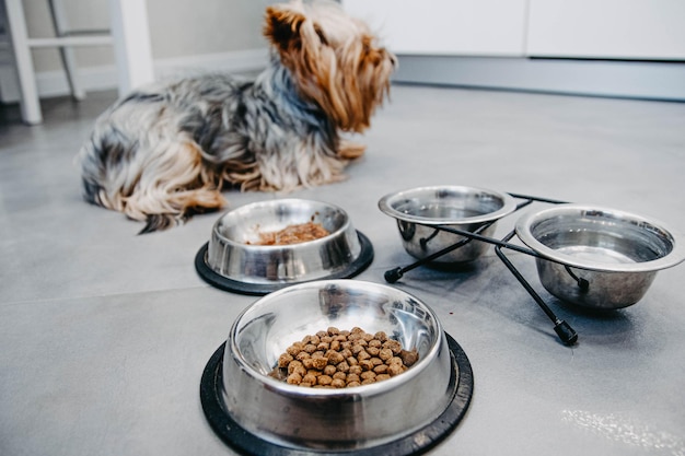 dog food dry food in bowl for yorkshire terrier