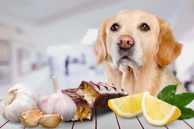 Dog and food ingredients