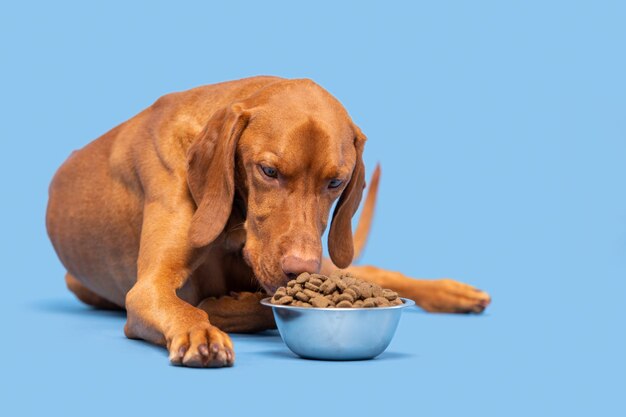 Dog food studio shot vizsla dog with bowl full of kibble isolated over pastel blue background