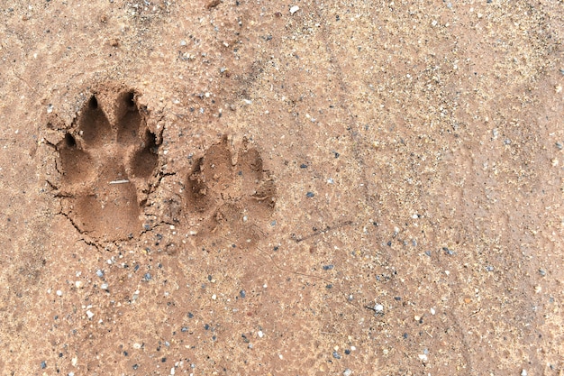 Stampa del piede del cane sul terreno