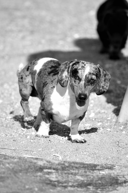 Photo dog on footpath