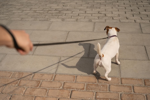 Photo dog on footpath