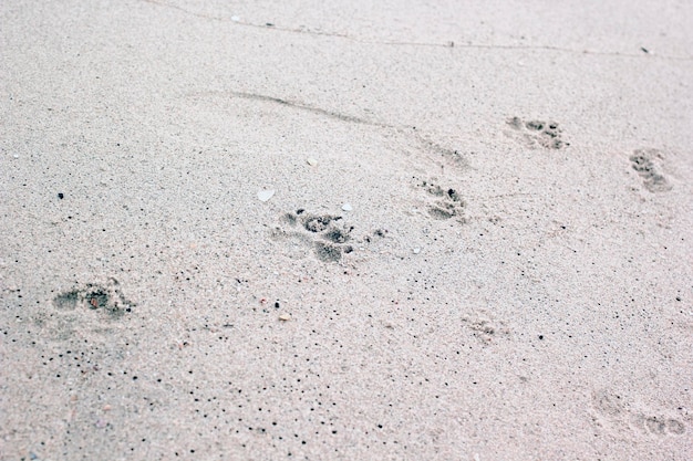 Dog footprints on the sand