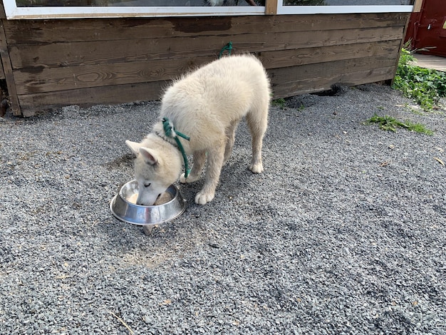 写真 自然の中でハスキー犬ぞりをする犬 ライカ犬の育成と繁殖