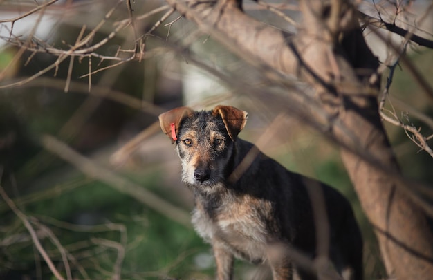 Dog in the forest looking into the camera