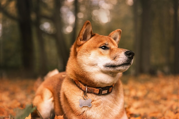 shiba inu라고 적힌 목줄이 달린 숲속의 개.