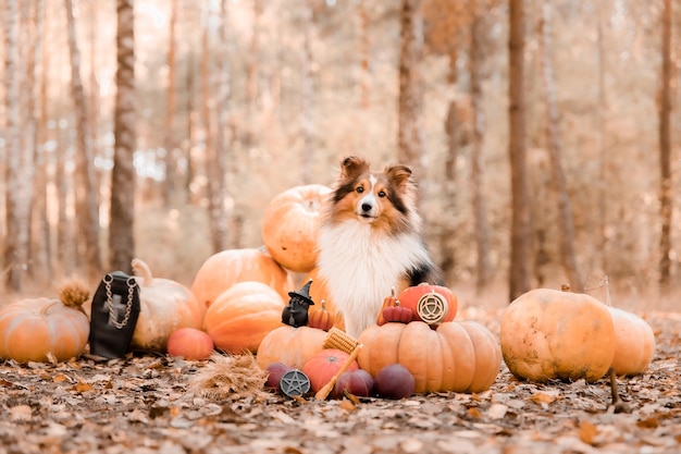 Dog in a forest with pumpkins and a pumpkin