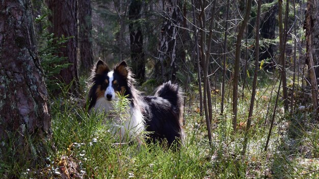 Foto cane in una foresta