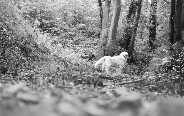 Dog in forest