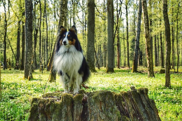 Photo dog in forest