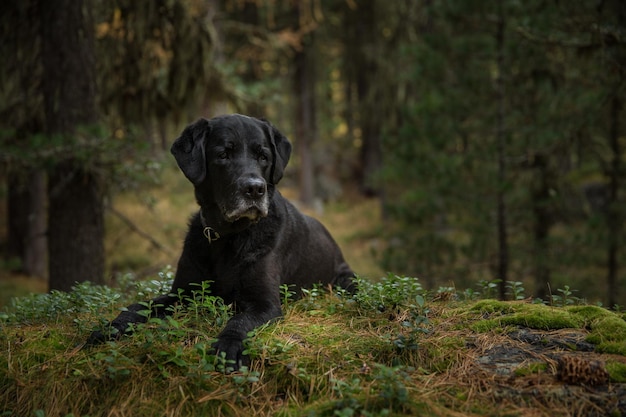 Photo dog in forest