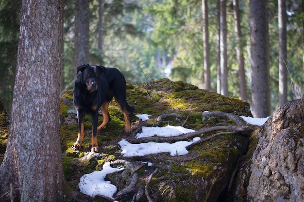 森の中の犬