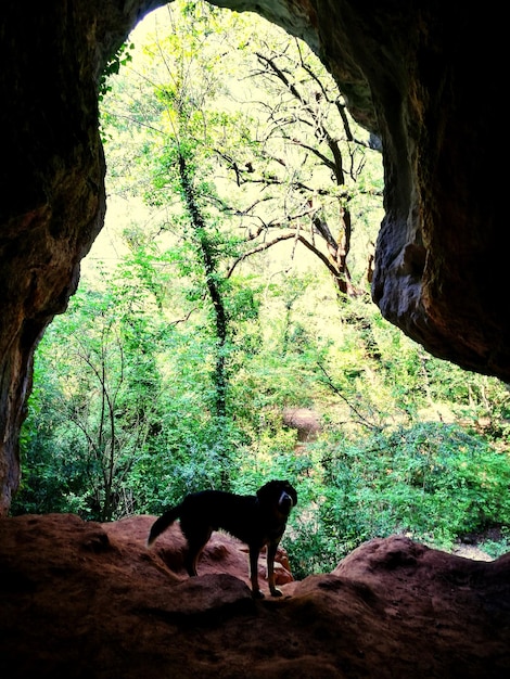 Photo dog in a forest