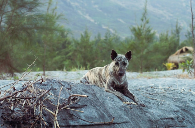 Foto cane nella foresta