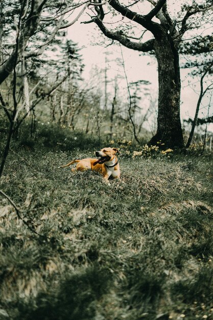 森にいる犬