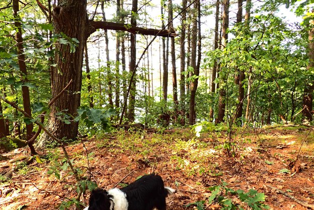 Photo dog in forest