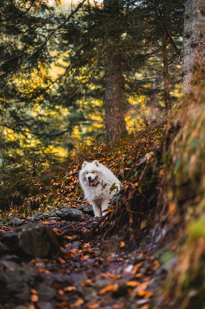 Foto cane nella foresta