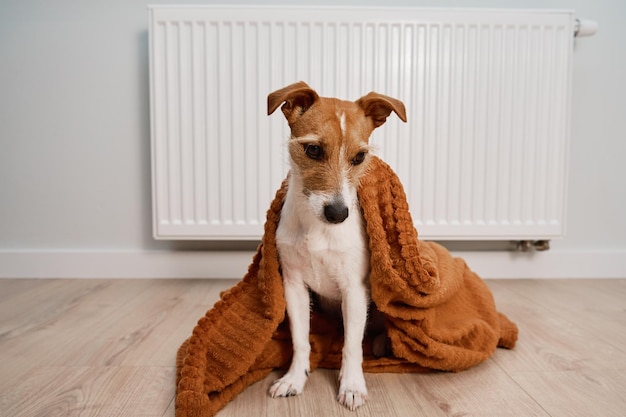 暖房ラジエーターの近くに座って家で凍える犬